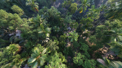 Fototapeta premium amazon rainforest canopy panoramic view