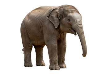 Fototapeta premium Young Asian elephant isolated PNG, pachyderm calf with trunk and tusks for wildlife concepts