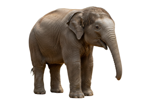 Young Asian elephant isolated PNG, pachyderm calf with trunk and tusks for wildlife concepts