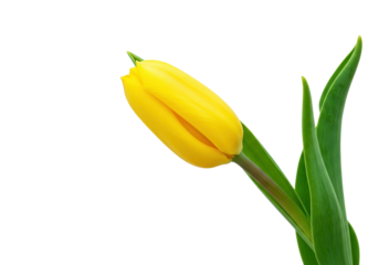 Vibrant yellow tulip flower isolated, close-up of spring blossom on a clean background