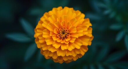 Closeup of a vibrant orange marigold flower in full bloom, centered in frame