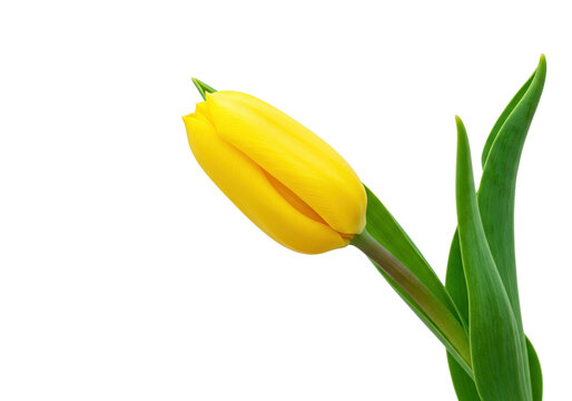 Vibrant yellow tulip flower isolated, close-up of spring blossom on a clean background