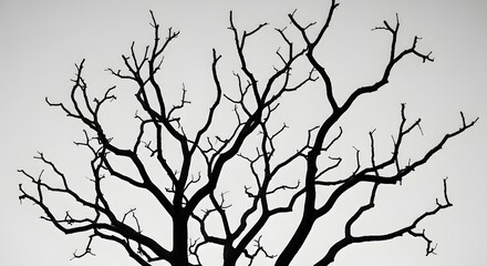 Obraz premium Silhouette of a bare tree branches against a white background, isolated on white background