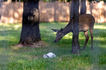 A deer and a white rabbit in the green grass in the park, a deer studies a white rabbit sitting in the grass