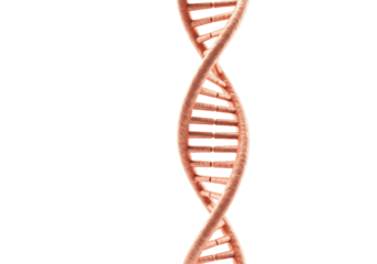 DNA molecule structure isolated on transparent background, genetic code helix model