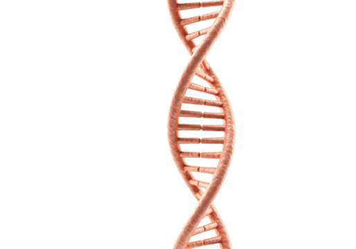 DNA molecule structure isolated on transparent background, genetic code helix model