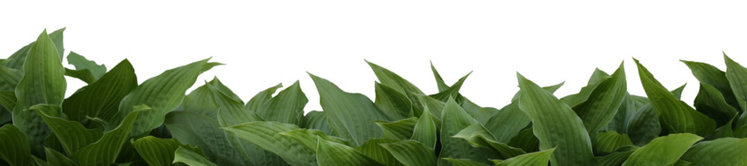 isolated fresh green host leaves