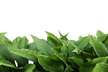 isolated fresh green host leaves