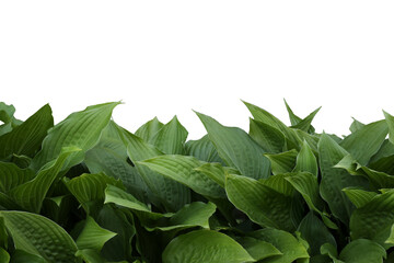 isolated fresh green host leaves