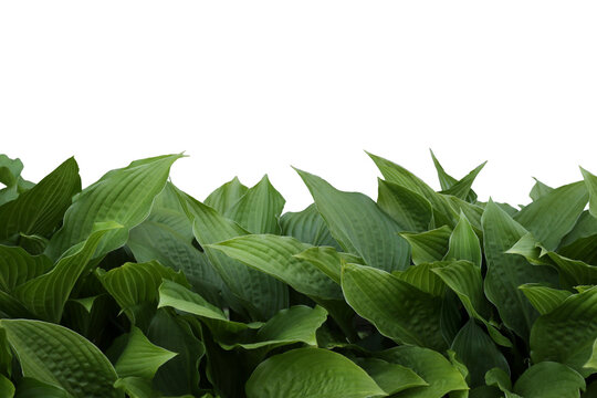 isolated fresh green host leaves
