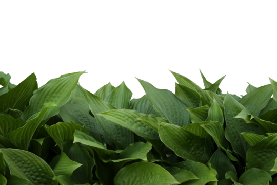 isolated fresh green host leaves - Powered by Adobe