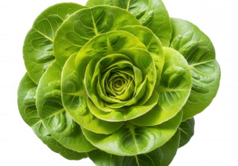 Vibrant green lettuce bloom isolated on a transparent background