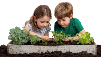 Focused caucasian boy and girl learning about teamwork while planting fresh vegetable and lettuce in garden. happy children enjoy fun outdoor hobby and learn about growth