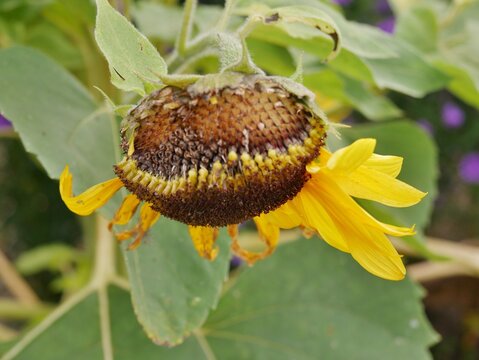 Verbl&uuml;hte Sonnenblume