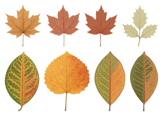 Obraz premium Colorful autumn leaves collection.
