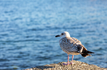 A young herring gull, also known as a Mongolian gull, in its first year on the shore of Lake Baikal on a sunny day. The seagull chick is against the blue water