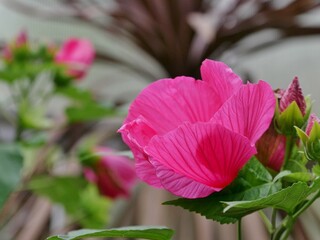 Rosa Hibiskusbküte aus der Nähe © Clarini