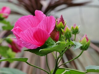 Rosa Hibiskusbküte aus der Nähe © Clarini