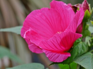 Rosa Hibiskusbküte aus der Nähe © Clarini