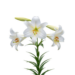 Madonna lily in pure white with trumpet-shaped blossoms, golden stamens, elegant garden setting