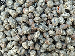 A type of small clam found on sandy and sandy beaches, usually cooked by boiling or baking