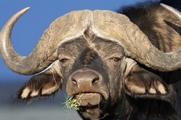 Front-facing portrait of an African Cape buffalo (Syncrus caffer) feeding on grass, Mokala National Park, South Africa