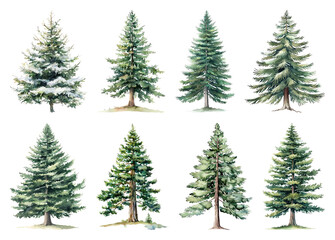 Obraz premium Illustrated evergreen trees collection.