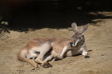 横になり休むアカカンガルー