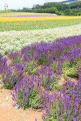Naklejka premium Vibrant Purple Sage Field in Biei, Hokkaido, Japan 