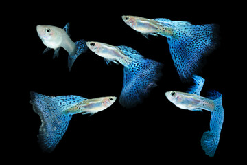 Fish in aquarium. Blue Guppy glides gracefully, its shimmering colors like strokes of living light. Each delicate fin flows like silk in water. Guppy isolated on black background.