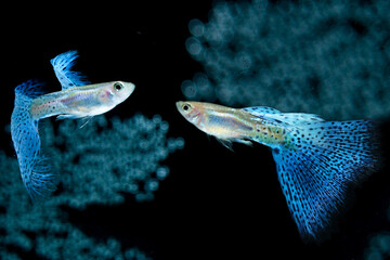 Fish in aquarium. Blue Guppy glides gracefully, its shimmering colors like strokes of living light. Each delicate fin flows like silk in water. Guppy isolated on black background.