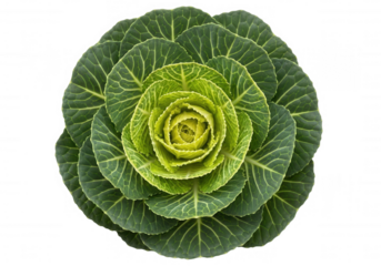 Ornamental cabbage fractal pattern isolated on a transparent background