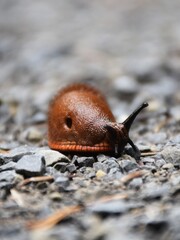 Red slug on gravel path – macro photo of Arion rufus in natural environment snail on a leaf