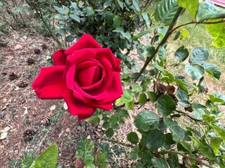 Rosa ‘Ingrid Bergman’ deep red rose in full bloom, a hybrid tea variety with velvety petals,...