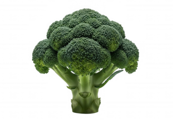Green broccoli florets against black isolated on a transparent background