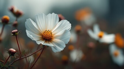 Elegant white cosmos flower with golden center in soft focus outdoor garden