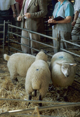 Three young sheep being sold in a sale ring pen. Blue marking on wool. Close up view of male auctioneer's hands holding a gavel. Woman recording bid prices.  Cambridgshire UK 1998