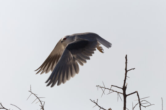 Black-winged Kite (Elanus caeruleus) in flight. Taken in Kruger National Park, South Africa.