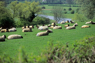 Sheep flock sitting down in grass meadow. River valley in background. Buckinghamshire UK 1998