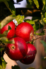 Red apples in an organic garden outside Copenhagen, Denmark.