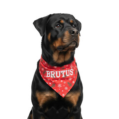 PNG cut out isolated background. A studio portrait of a noble Rottweiler dog named Brutus, sitting while wearing a festive red Christmas bandana with a snowflake pattern. 