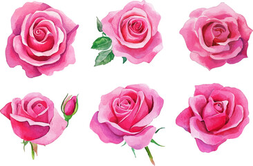 set of pink roses