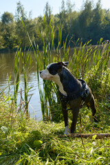 a dog walks near a lake in the woods