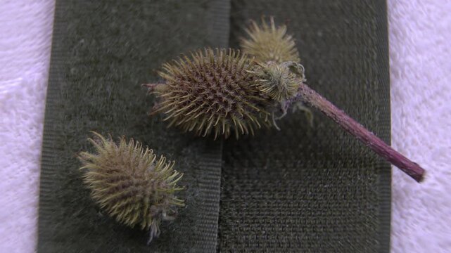 Spiny texture of a Cocklebur fruit (Xanthium strumarium), the natural prototype for hook-and-loop fasteners for biomimicry and educational materials.