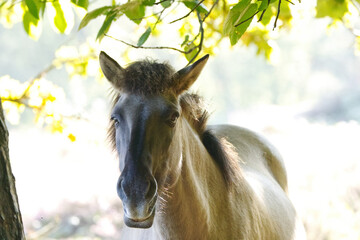 grey-brown Konik horse showing its tusks, beautiful Konik horse showing its teeth and standing in the backlight, sunshine in the background, Konik horse in the forest, Equus ferus caballus © Rebecca