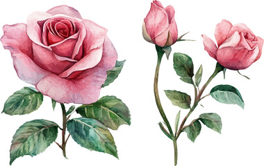 vector illustration of rose