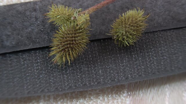 Prickly fruit of cocklebur (Xanthium strumarium) clinging to the surface of Hook and Loop Tape. Abstract texture of a synthetic fastener