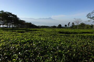 Beautiful Tea Plantation at Bukit Kuneer (Kuneer Mountain Tea Plantation) in Malang, Indonesia