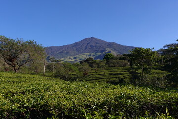 Fototapeta premium Beautiful Tea Plantation at Bukit Kuneer (Kuneer Mountain Tea Plantation) in Malang, Indonesia
