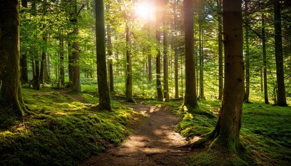 serene green forest sunlight through trees nature woods path calm dark lush moss view image photo